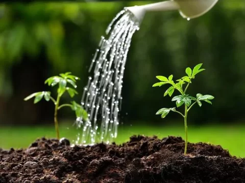 冬季植物养护必看！掌握6大浇水标准，让绿植安然过冬