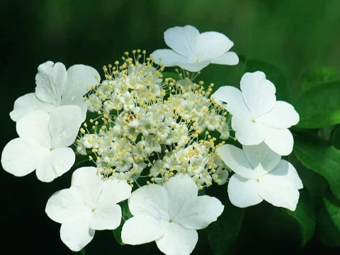 琼花的寓意与象征：高雅与浪漫的文化之花