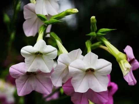 花烟草的养殖方法与注意事项：从播种到开花全攻略