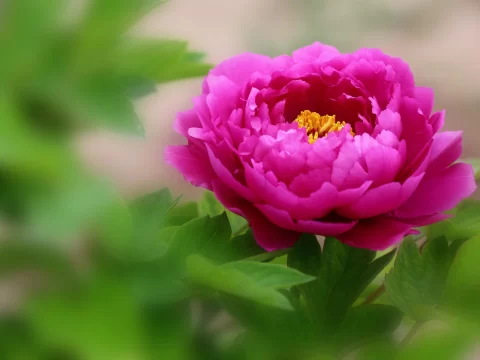 牡丹什么时间种植最好？科学掌握季节与技巧，打造国色天香