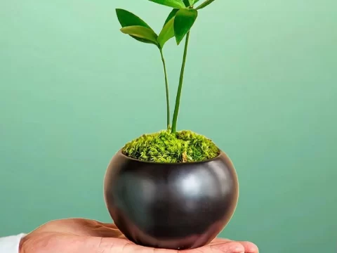 竹柏多久浇一次水合适？浇水频率科学指南