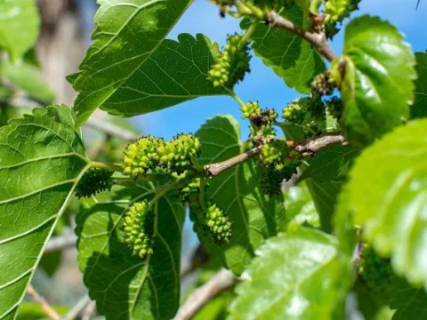 扶苏是什么植物？揭秘《诗经》中的千年文化意象与生态价值