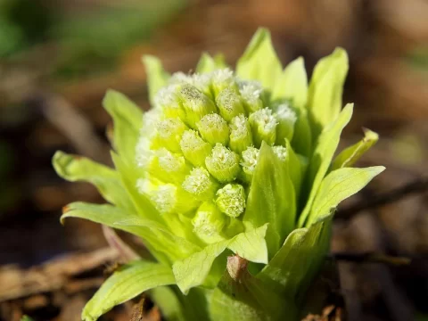 蜂斗菜种植指南｜从选苗到采收，手把手教你种出肥嫩“山野菜王”