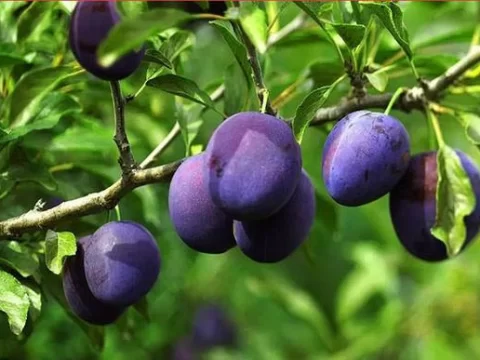 生活中常见的50种既是食物又是药材的植物，你吃过几种？