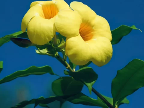 黄蝉的种植方法和注意事项