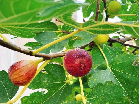 无花果树适合种植的地区及环境条件解析