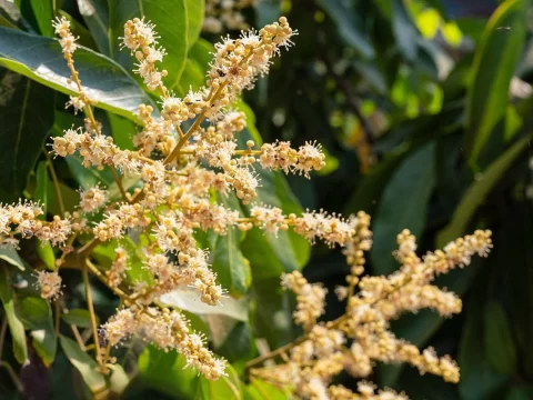 龙眼什么时候开花?