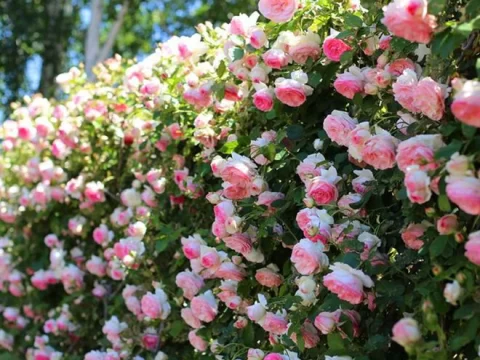 爬墙蔷薇花种子种植方法和时间全攻略