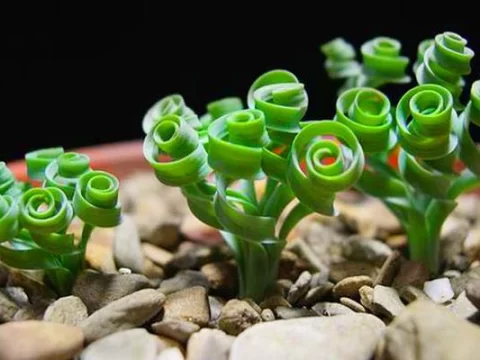 弹簧草的养殖方法和注意事项