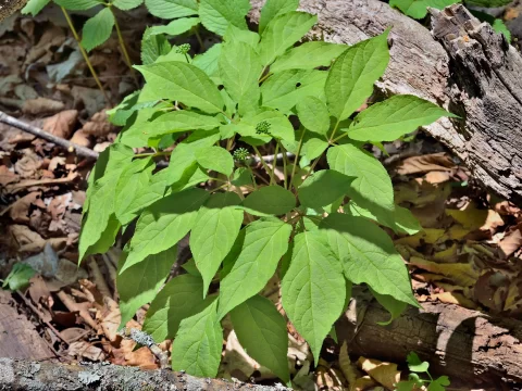 西洋参的种植方法与注意事项