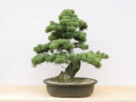 花卉市场热门推荐：十种高颜值盆景植物，附养护技巧