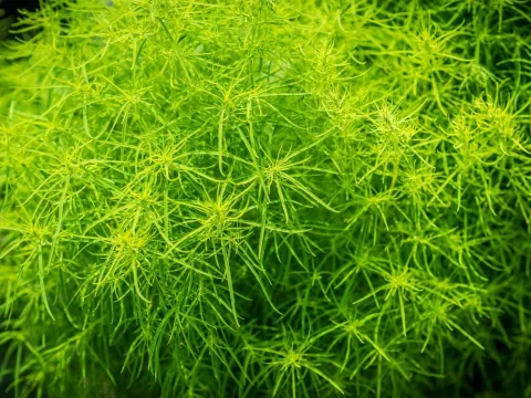 金鱼藻属于什么植物?一种被误解的高等沉水植物