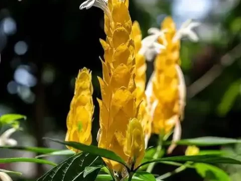 金苞花的种植方法和注意事项