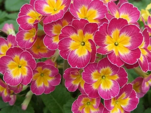 报春花一年开几次花？科学养护助你延长花期