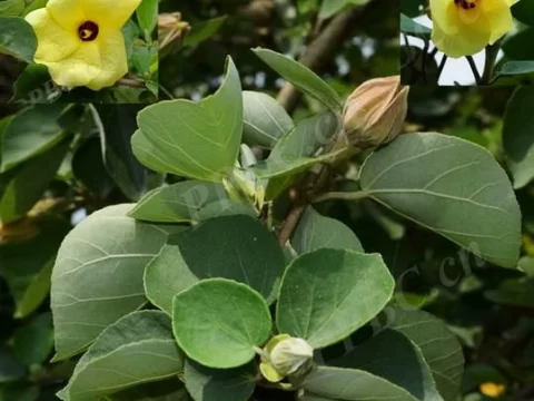 黄槿的种植方法和注意事项