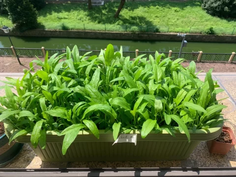 空心菜是喜阳还是喜阴？科学解析与种植指南