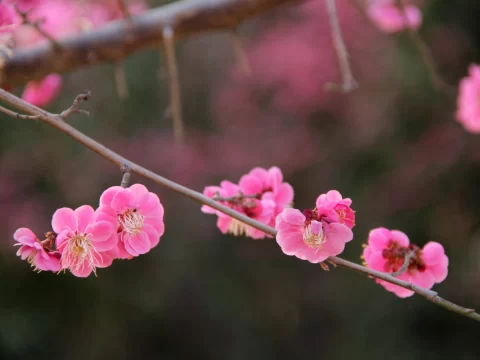 武汉市市花：梅花——傲雪凌霜的江城之魂