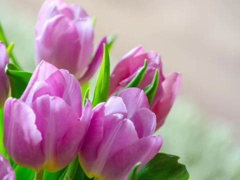 郁金香种球能开几次花？揭秘复花秘诀与品种差异