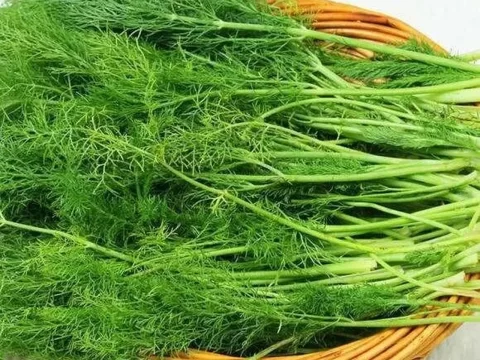 小茴香几月份种最好？南北地区播种时间全解析