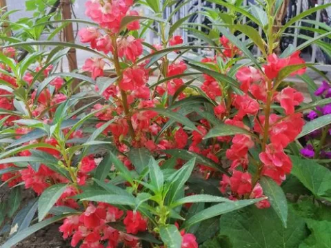凤仙花的种植方法与养护全攻略：从播种到绽放的实用指南