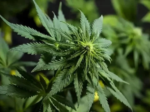 黄麻是什么植物？