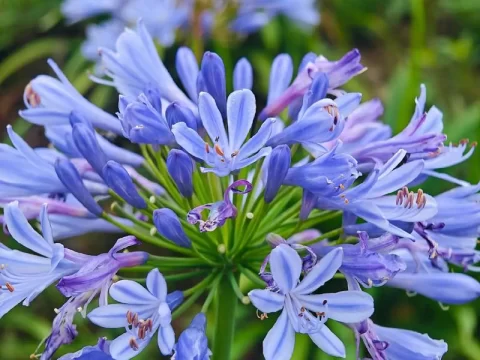 阳台党必看！百子莲零失败种植指南与养护避坑全攻略