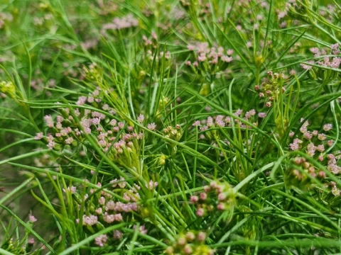 小茴香和孜然的区别：从植物学到烹饪用途的全面解析