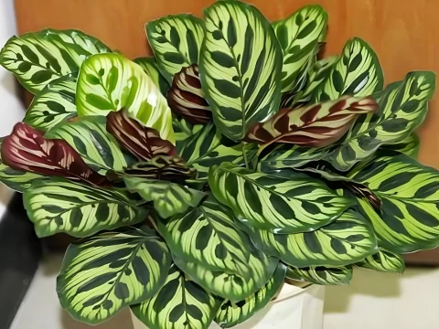 孔雀竹芋的种植方法和注意事项