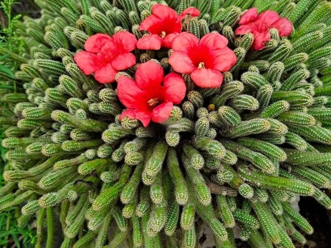 仙人指的种植方法和注意事项：打造室内绿植的养护秘籍