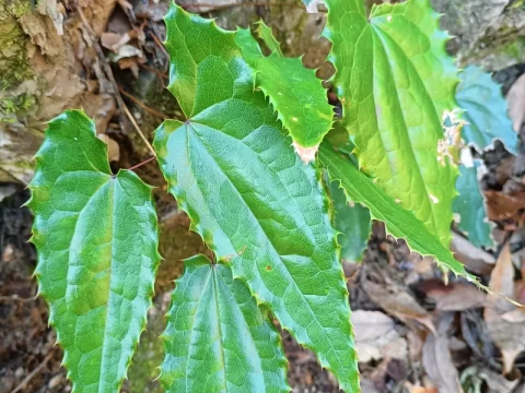 淫羊藿的种植方法和注意事项