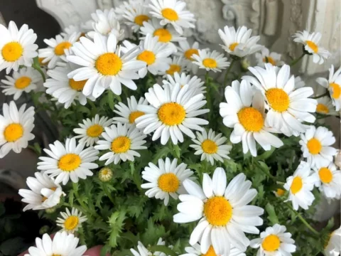 白晶菊的种植方法和注意事项｜新手也能养爆盆的“小太阳花”