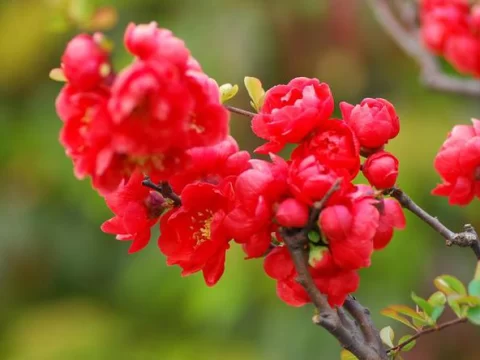 长寿冠海棠一年开几次花？揭秘花期特点与养护技巧