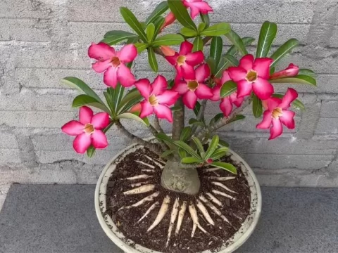 沙漠玫瑰修剪方法：科学剪枝打造爆盆“小花树”