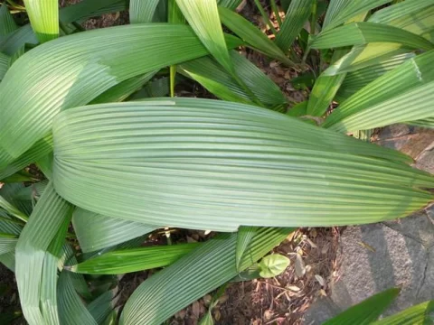 黄粑叶是什么植物？揭秘四川传统小吃背后的“黄金叶” 