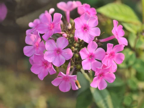 福禄考花的养殖方法和注意事项