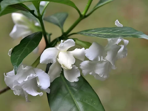 狗牙花的养殖方法和注意事项