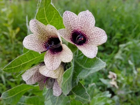花语是疯子的花有哪些？揭秘象征疯狂的5种禁忌之花