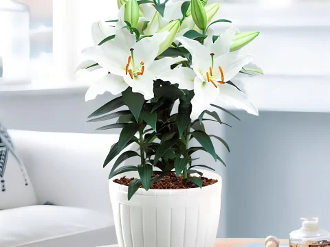 香水百合一年开几次花？花期与养护全解析