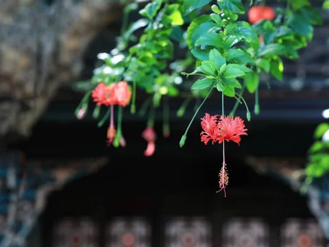 吊灯扶桑的养殖方法和注意事项