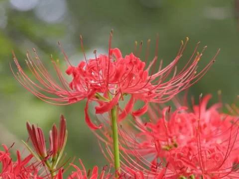 阳台不宜养的十种花：避开这些植物，让家居更健康美观