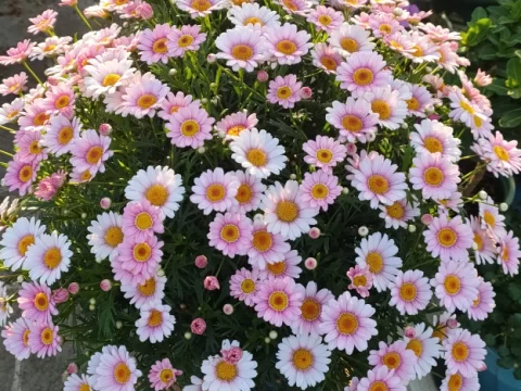 玛格丽特花的花语与寓意：从浪漫传说到文化象征