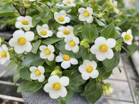 紫芳草的种植方法及注意事项