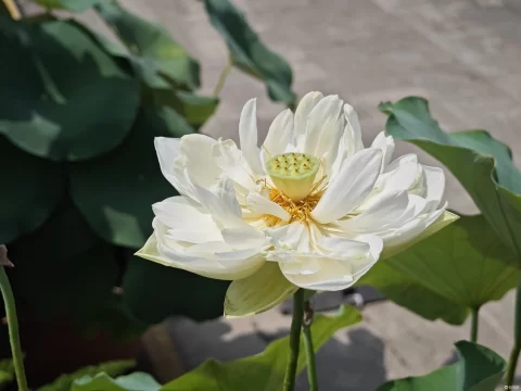 荷花什么时候发芽？地理、温度与养护全解析