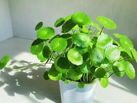 铜钱草用什么肥料最好？科学施肥指南助力叶片肥厚油绿