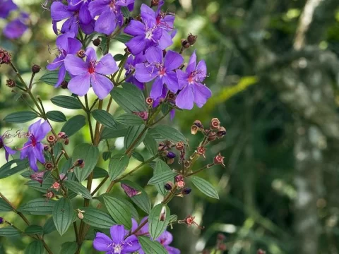 巴西野牡丹的养殖方法：从土壤到花期管理的全面指南