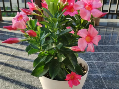 飘香藤的种植方法和注意事项