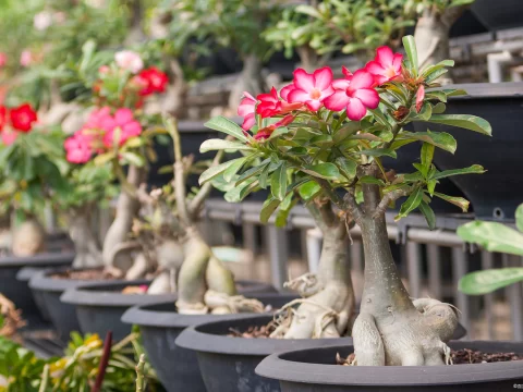 沙漠玫瑰几年开花？揭秘养护要点与花期规律