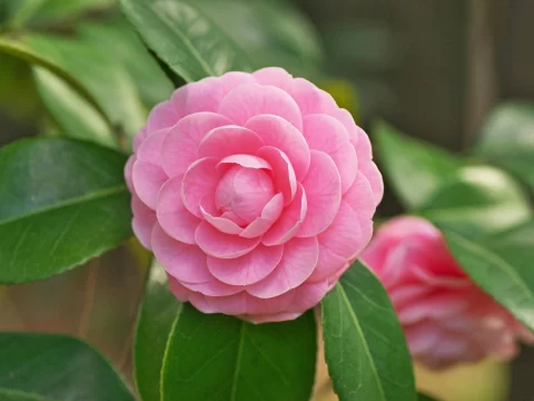 茶花最忌三种土：避开养护雷区，根系健康开花旺