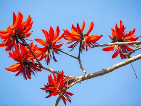 刺桐花几月份开花？揭秘南北花期差异与文化寓意
