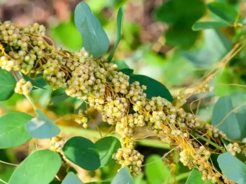 菟丝子寄生在哪些植物上？全面解析其寄主与生态影响
